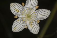 Grass of Parnassus, Parnassia glauca