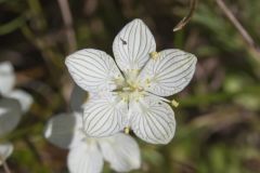 Grass of Parnassus, Parnassia glauca