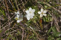 Grass of Parnassus, Parnassia glauca