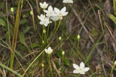 Grass of Parnassus, Parnassia glauca