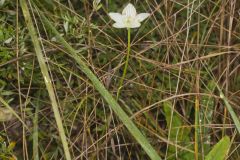 Grass of Parnassus, Parnassia glauca