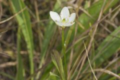 Grass of Parnassus, Parnassia glauca