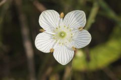 Grass of Parnassus, Parnassia glauca