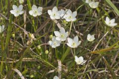 Grass of Parnassus, Parnassia glauca