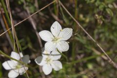 Grass of Parnassus, Parnassia glauca