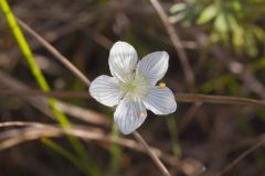 Grass of Parnassus, Parnassia glauca