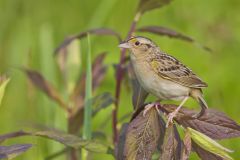 Grasshopper Sparrow, Ammodramus savannarum