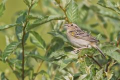 Grasshopper Sparrow, Ammodramus savannarum