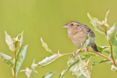 Grasshopper Sparrow, Ammodramus savannarum