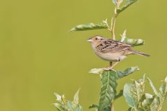 Grasshopper Sparrow, Ammodramus savannarum