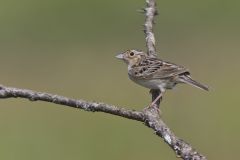 Grasshopper Sparrow, Ammodramus savannarum