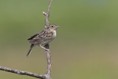 Grasshopper Sparrow, Ammodramus savannarum