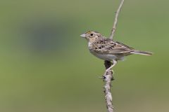 Grasshopper Sparrow, Ammodramus savannarum