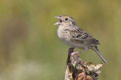 Grasshopper Sparrow, Ammodramus savannarum