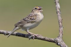 Grasshopper Sparrow, Ammodramus savannarum