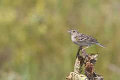 Grasshopper Sparrow, Ammodramus savannarum