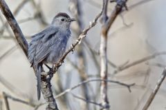 Gray Catbird, Dumetella carolinensis