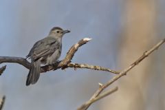 Gray Catbird, Dumetella carolinensis