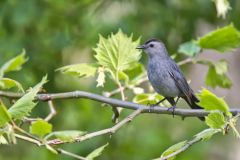 Gray Catbird, Dumetella carolinensis