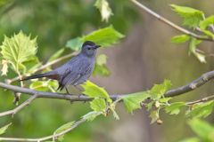 Gray Catbird, Dumetella carolinensis