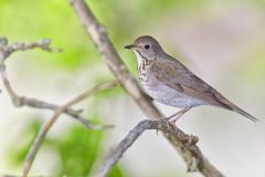 Gray-cheecked Thrush, Catharus minimus