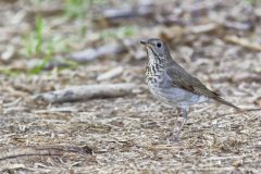 Gray-cheecked Thrush, Catharus minimus