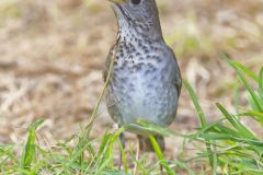 Gray-cheecked Thrush, Catharus minimus