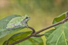 Gray Tree Frog, Hyla versicolor