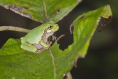 Gray Tree Frog, Hyla versicolor