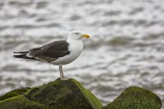 Great Black-backed Gull, Larus marinus