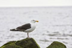 Great Black-backed Gull, Larus marinus