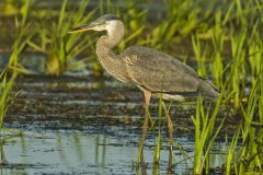 Great Blue Heron, Ardea herodias