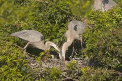 Great Blue Heron, Ardea herodias