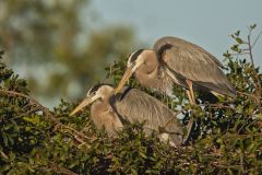 Great Blue Heron, Ardea herodias