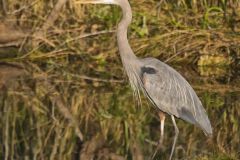 Great Blue Heron, Ardea herodias