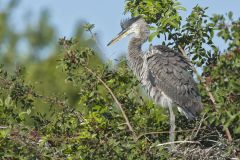 Great Blue Heron, Ardea herodias