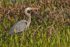 Great Blue Heron, Ardea herodias