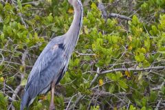 Great Blue Heron, Ardea herodias