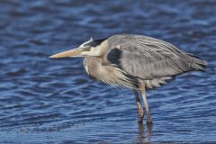 Great Blue Heron, Ardea herodias