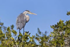 Great Blue Heron, Ardea herodias