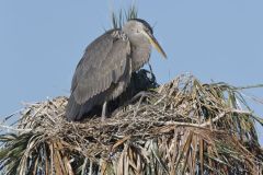 Great Blue Heron, Ardea herodias