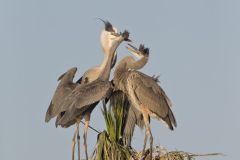 Great Blue Heron, Ardea herodias