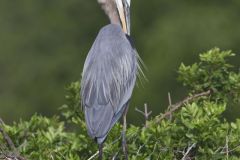 Great Blue Heron, Ardea herodias