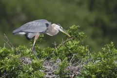 Great Blue Heron, Ardea herodias