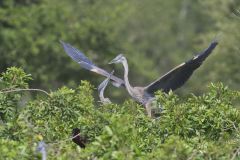 Great Blue Heron, Ardea herodias