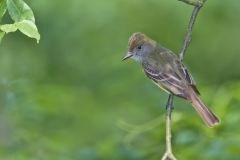 Great-crested Flycatcher, Myiarchus crinitus