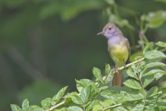 Great-crested Flycatcher, Myiarchus crinitus