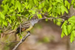 Great-crested Flycatcher, Myiarchus crinitus