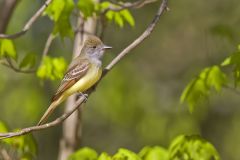 Great-crested Flycatcher, Myiarchus crinitus