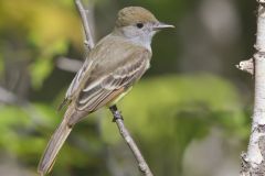 Great-crested Flycatcher, Myiarchus crinitus